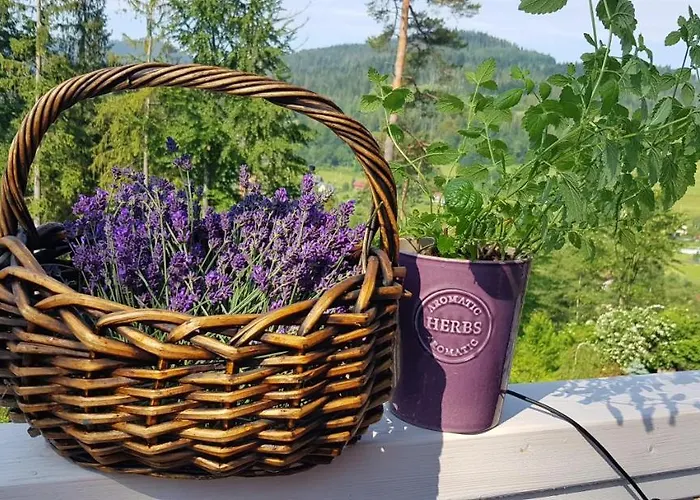 Lavender Hill Wisła